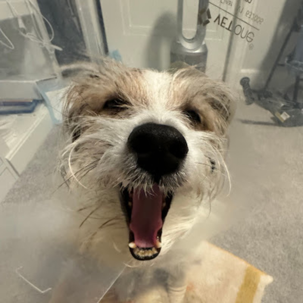 Meet your Posher, Abby